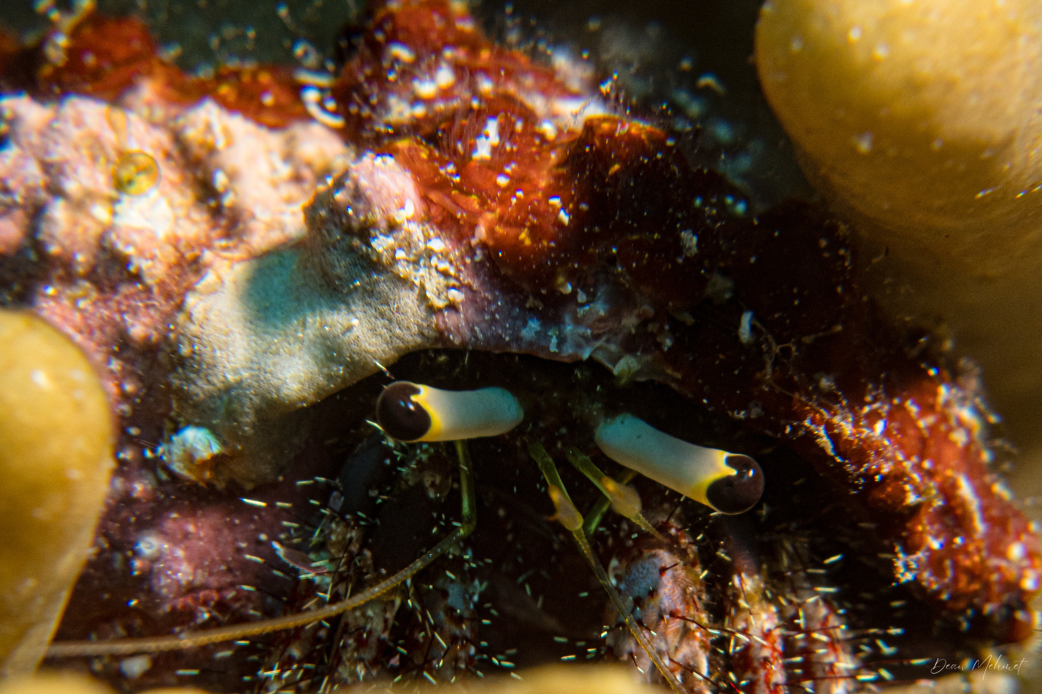 Hairy Red Hermit Crab