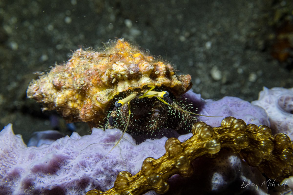 Hairy Red Hermit Crab