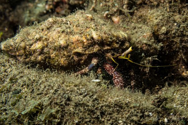 Hairy Red Hermit Crab - Photo 3