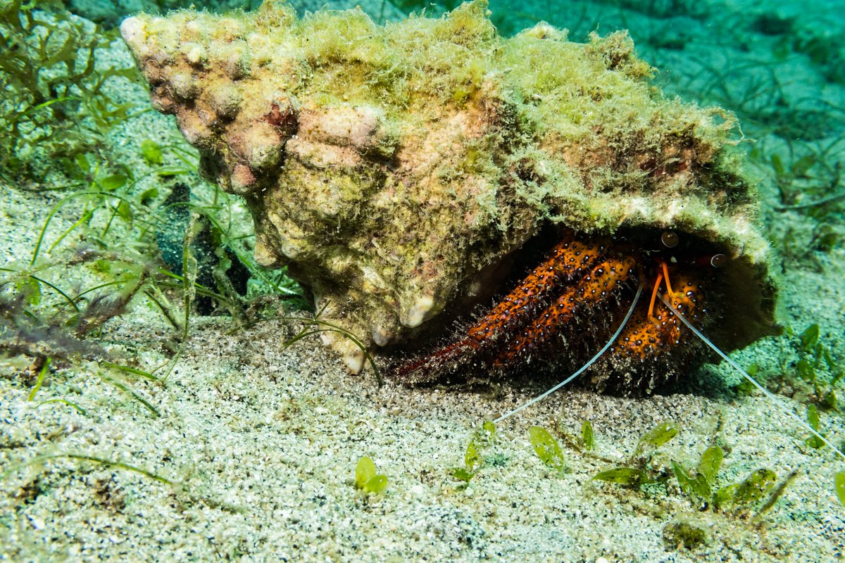 White-spotted Hermit Crab