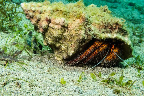White-spotted Hermit Crab - Gili Islands, Indonesia - 7 June 2023 - Dive 13 - Seahorse Bay