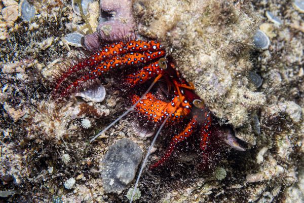 White-spotted Hermit Crab - Photo 2