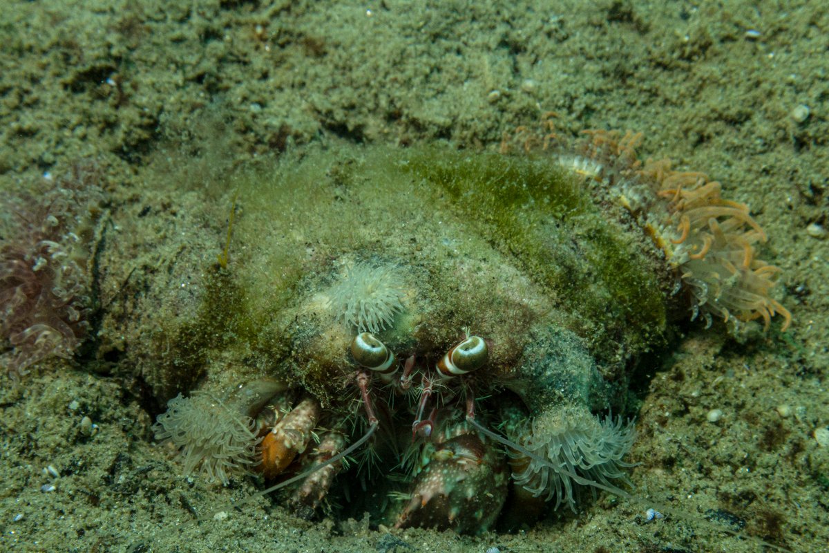 Anemone Hermit Crab