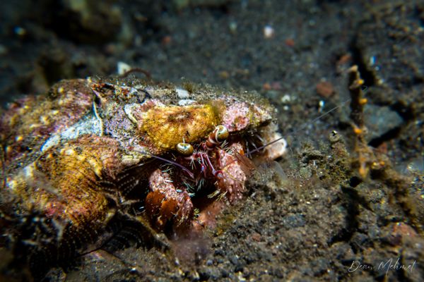 Anemone Hermit Crab - Photo 2
