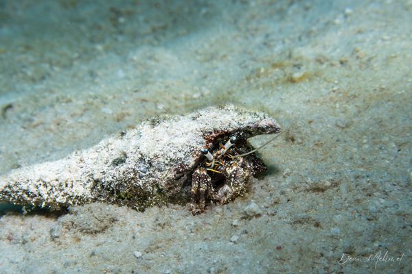 Blue-eyed Hermit Crab - Photo 1