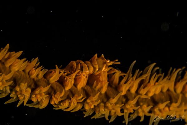Zanzibar Whip Coral Shrimp