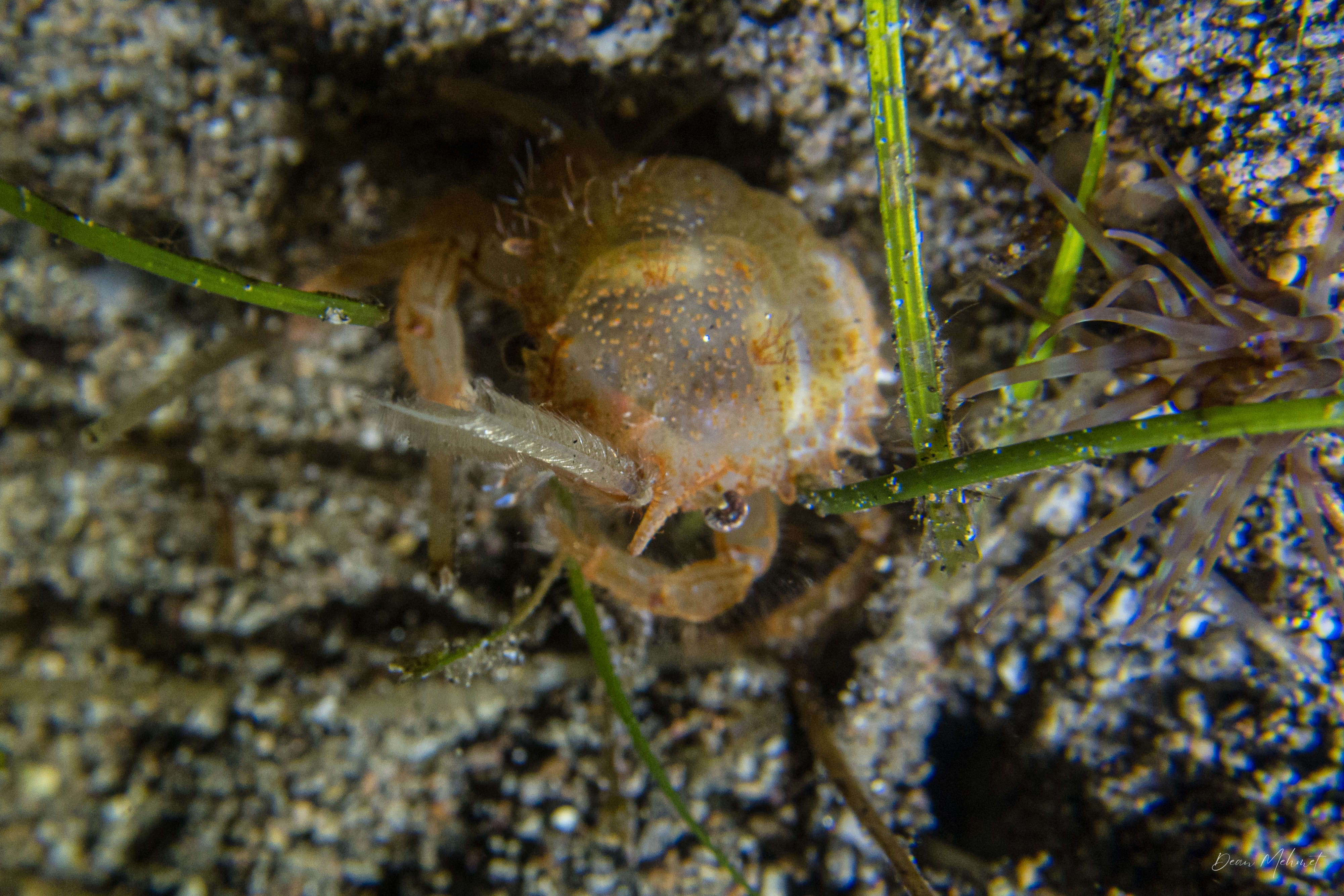 Masked Burrowing Crab