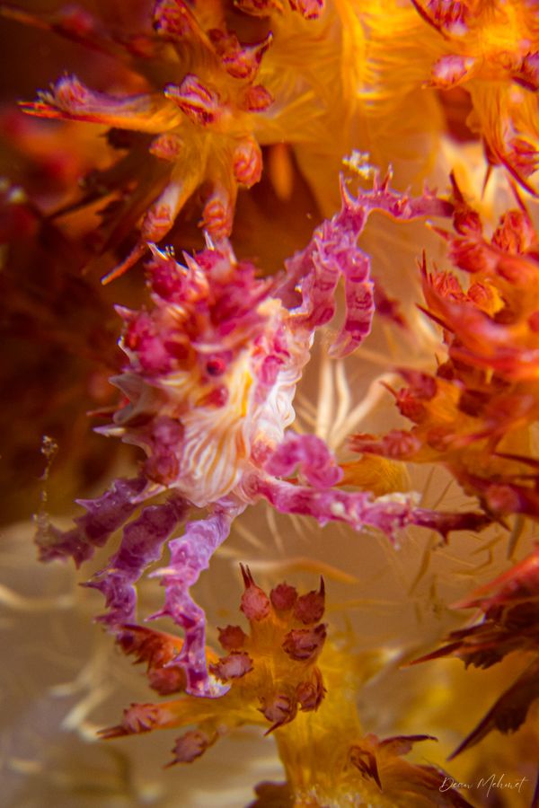 Soft Coral Crab