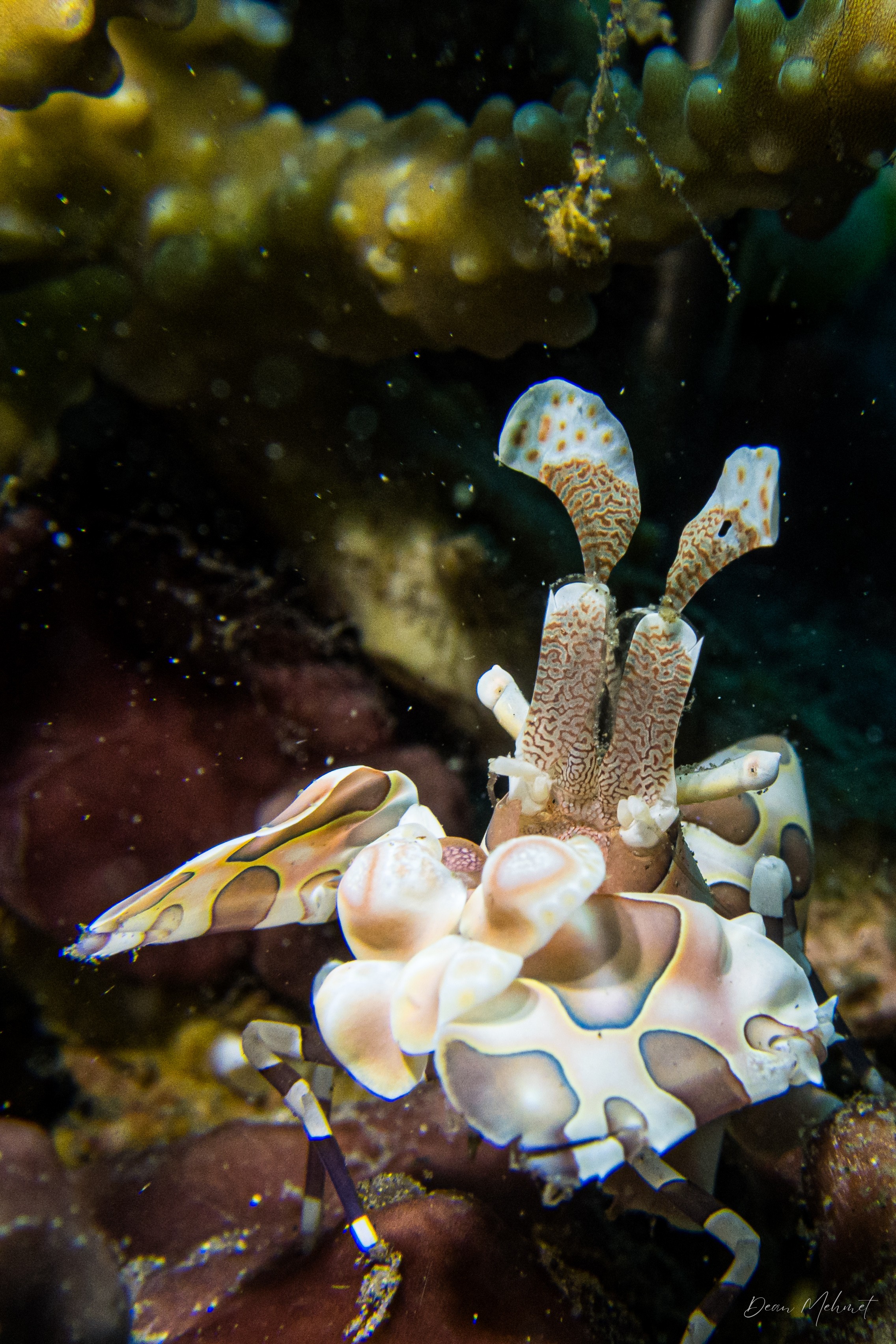Harlequin Shrimp