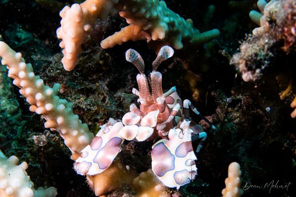 Harlequin Shrimp