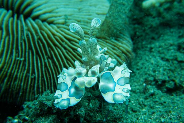 Harlequin Shrimp - Photo 4
