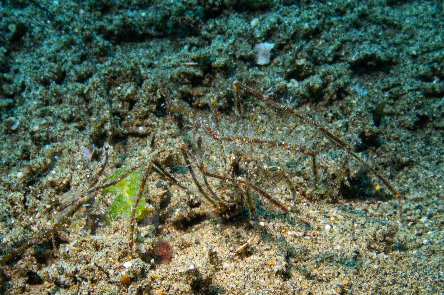 Thorny Elbow Crab