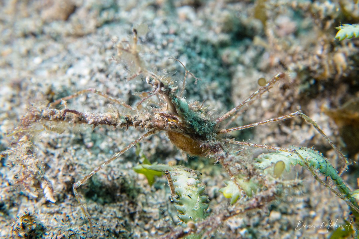 Thorny Elbow Crab hero image