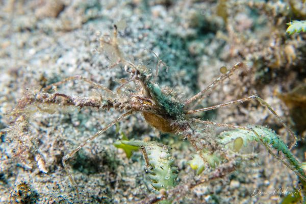 Thorny Elbow Crab - Photo 1