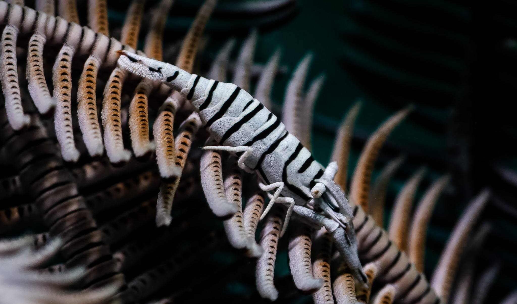 Laomenes