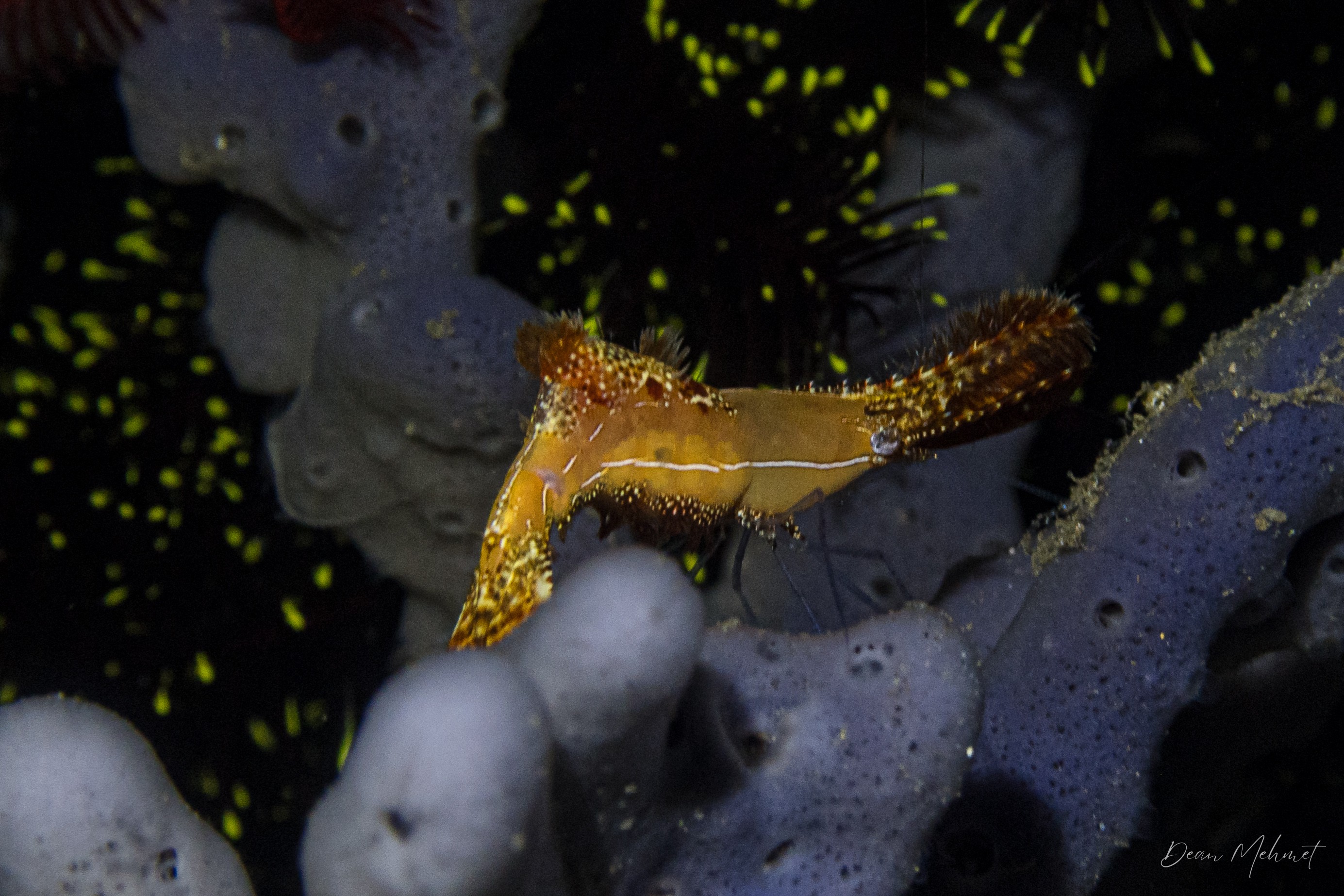 Donald Duck Shrimp