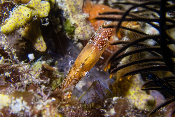 Donald Duck Shrimp - Photo 3
