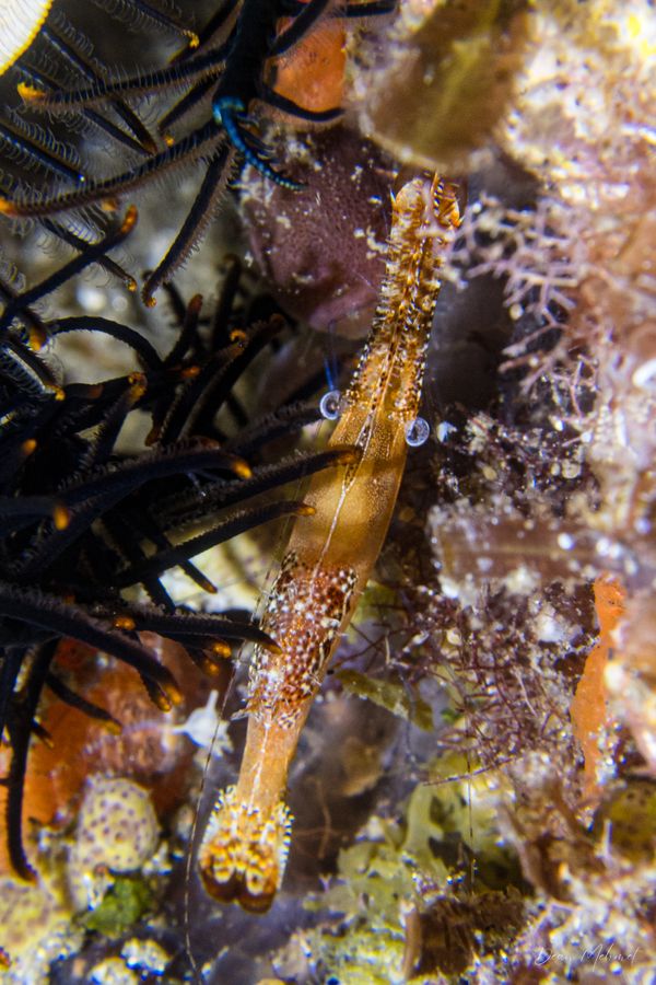 Donald Duck Shrimp - Photo 4
