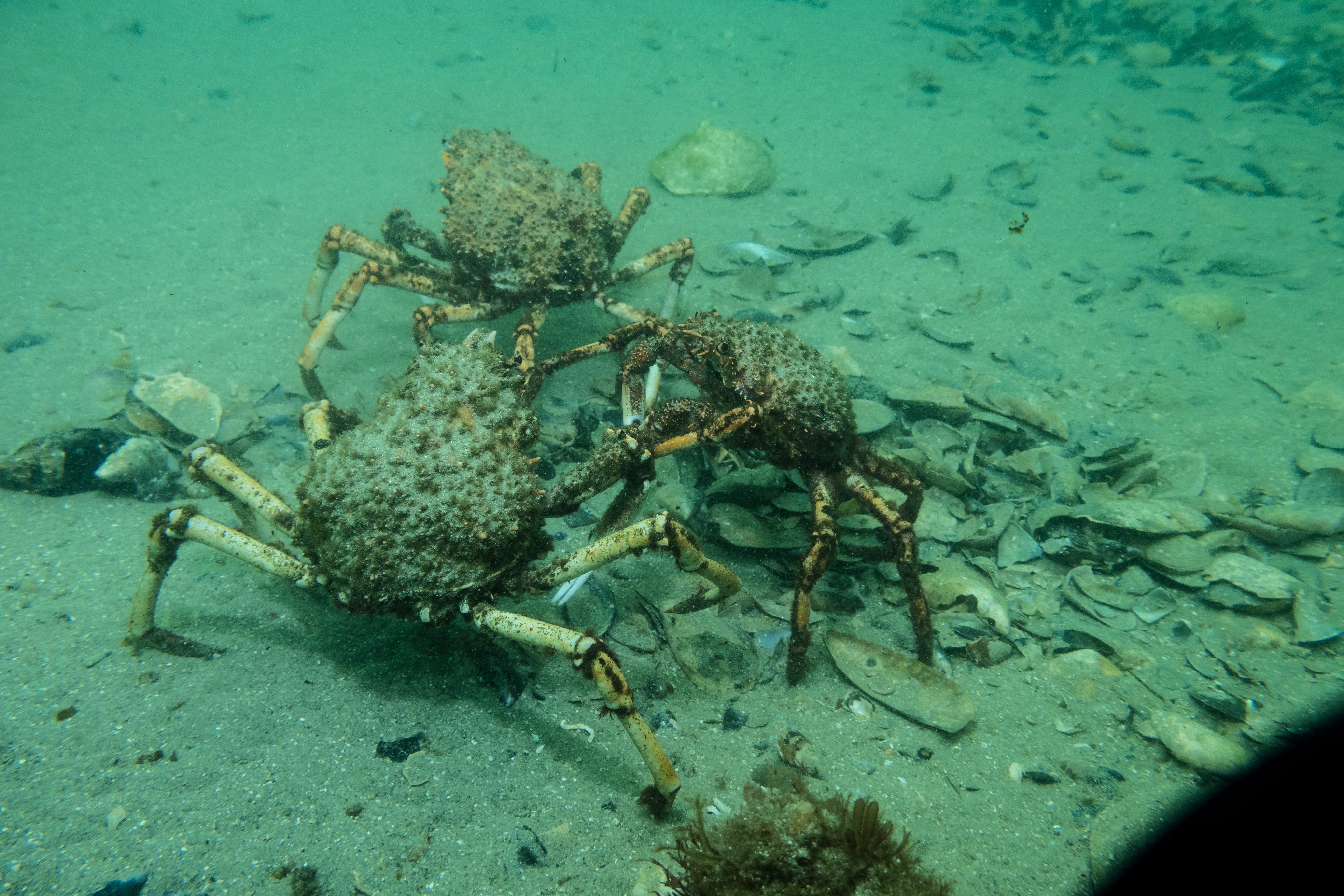 Great spider crab
