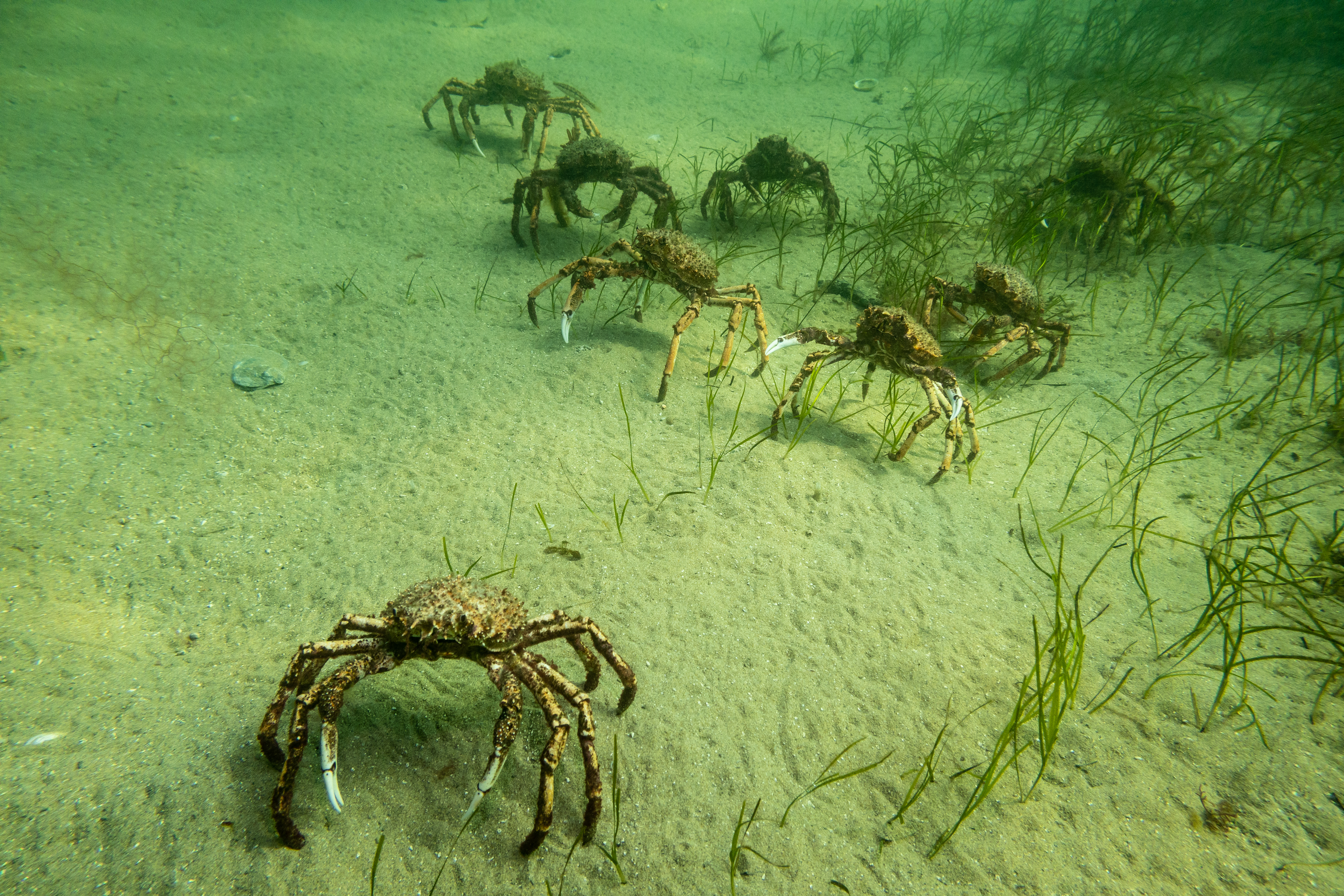 Great spider crab