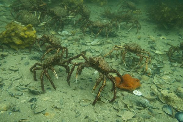 Great spider crab - Photo 2