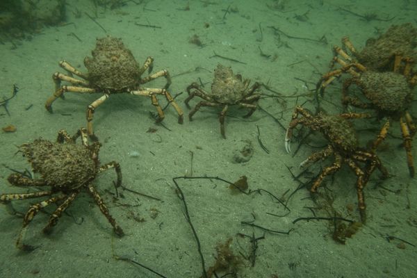 Great spider crab - Photo 3