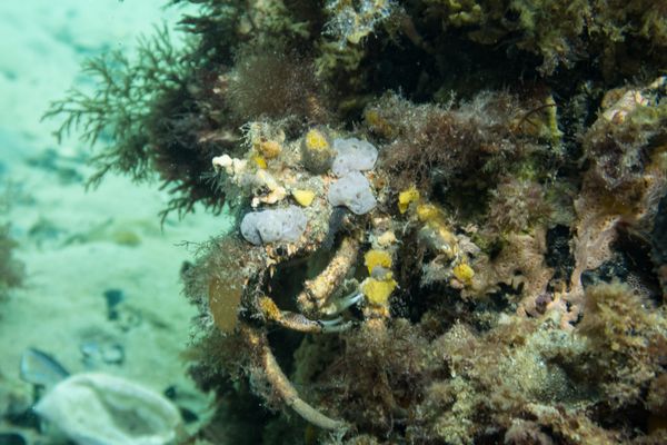 Great spider crab - Photo 5