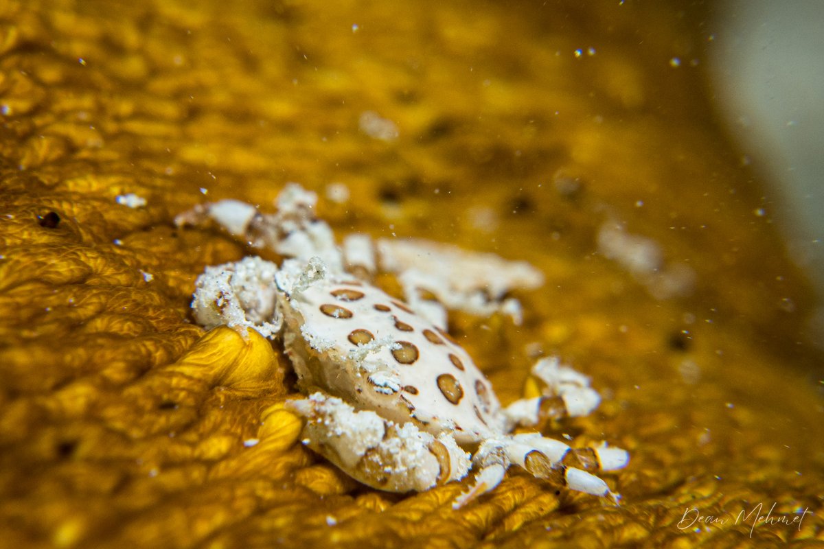 Sea Cucumber Crab hero image