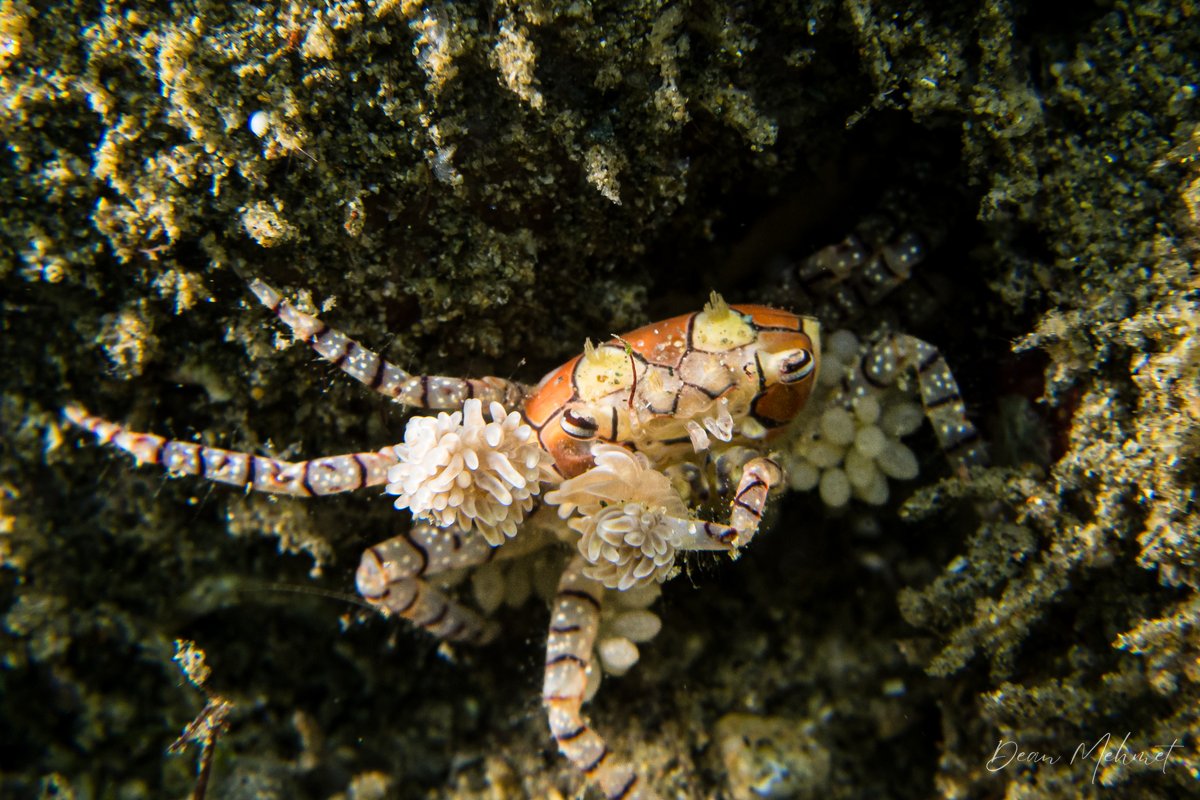 Boxer Crab hero image