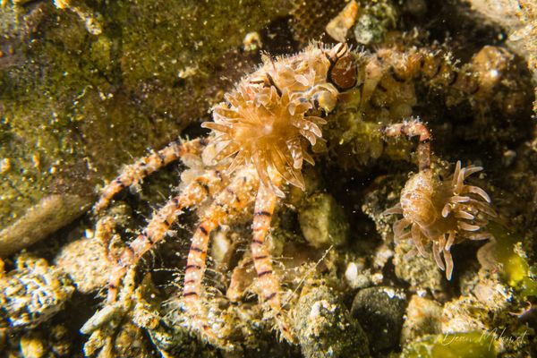 Boxer Crab
