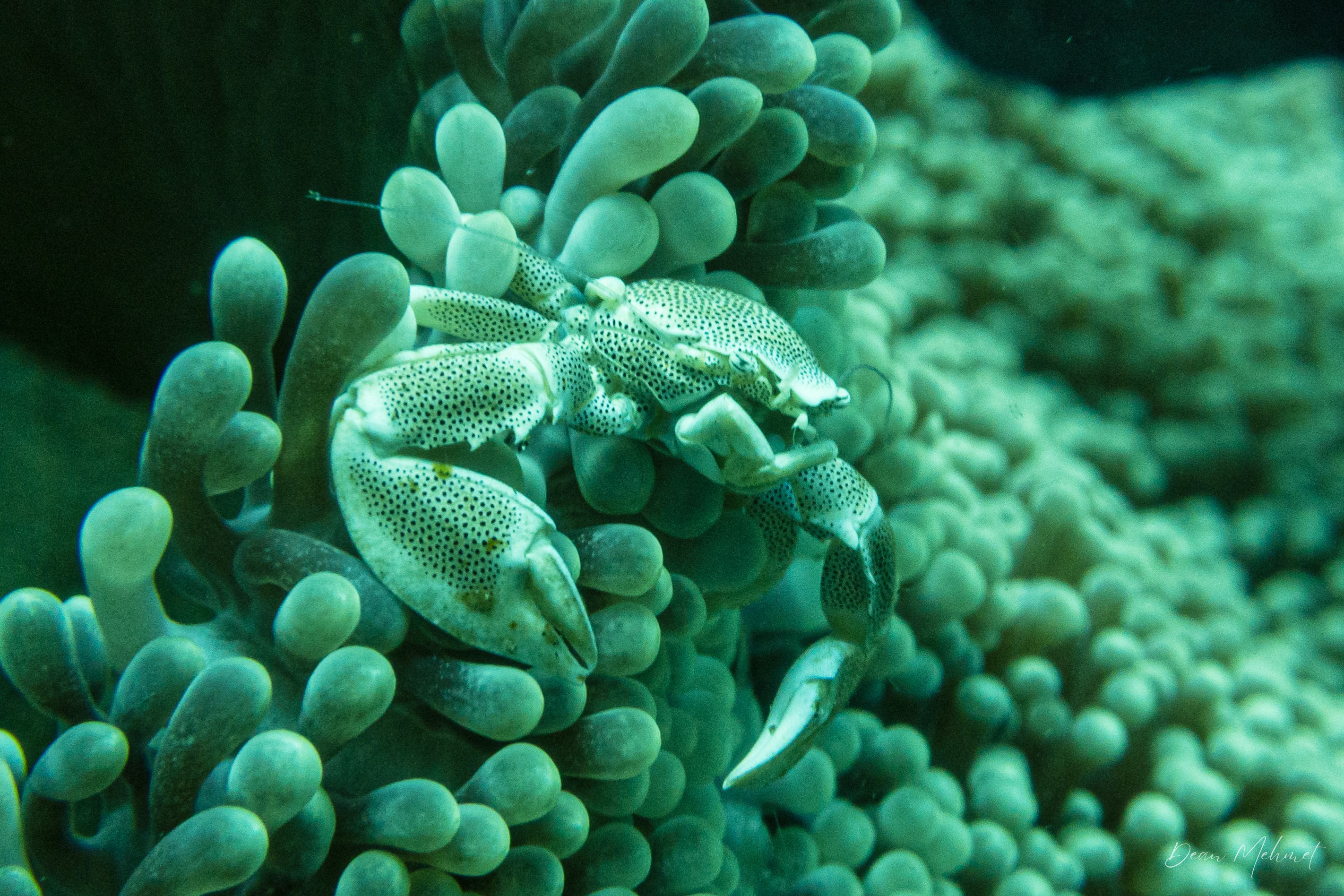 Anemone Porcelain Crab