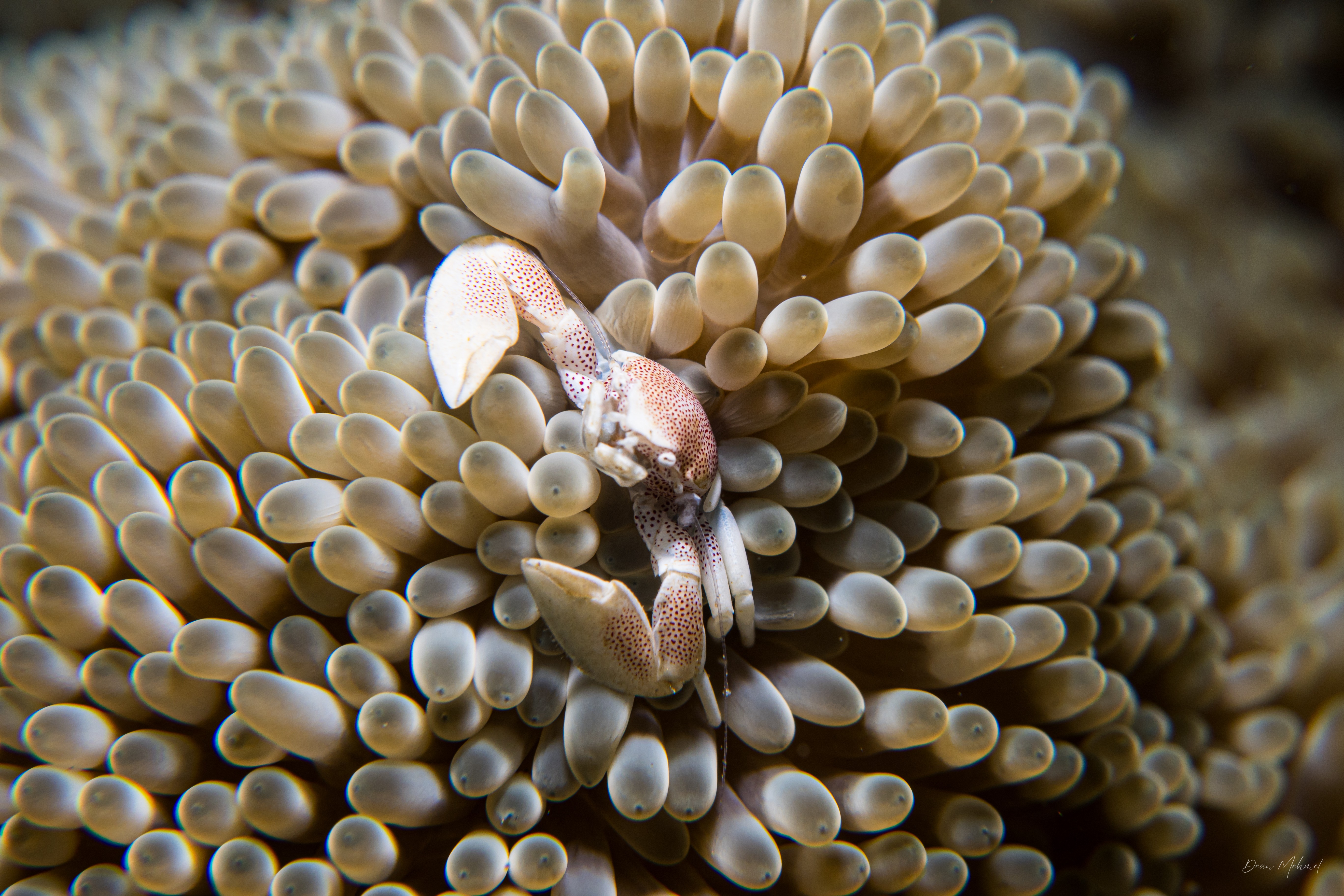 Anemone Porcelain Crab