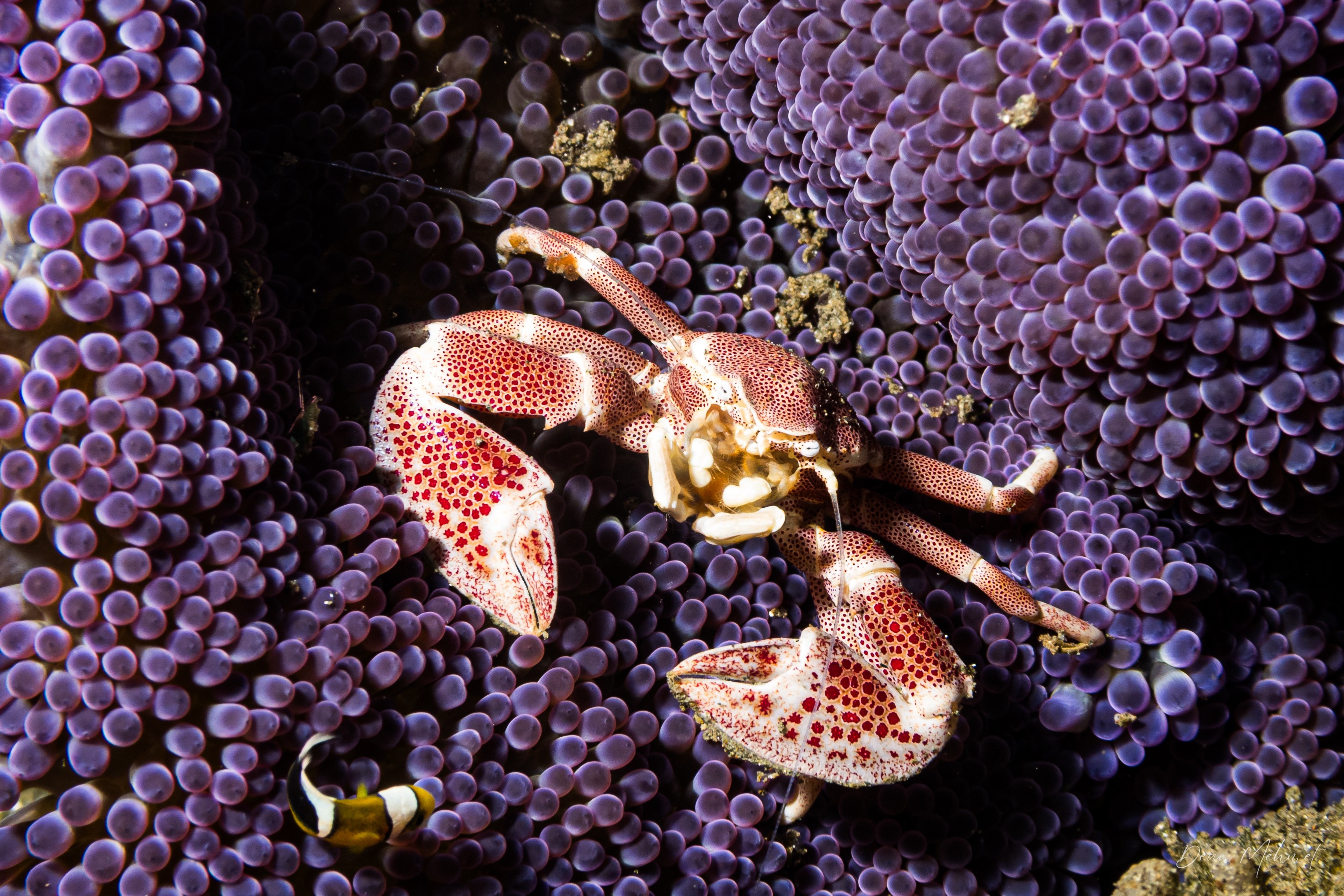 Anemone Porcelain Crab