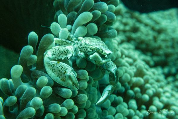 Anemone Porcelain Crab - Photo 1