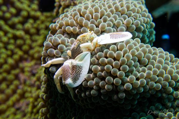 Anemone Porcelain Crab - Photo 2