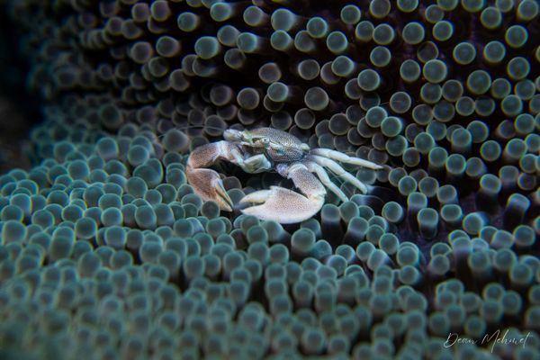 Anemone Porcelain Crab - Photo 3