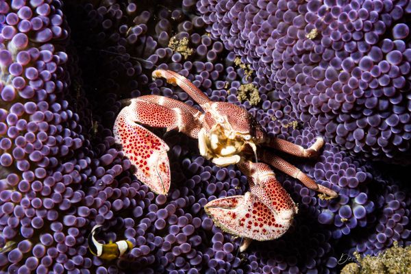 Anemone Porcelain Crab - Photo 5
