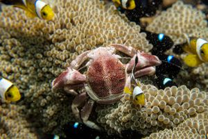 Anemone Porcelain Crab