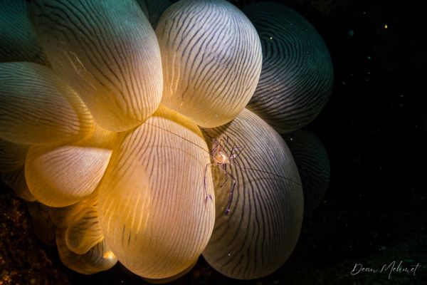 Bubble Coral Shrimp - Photo 1