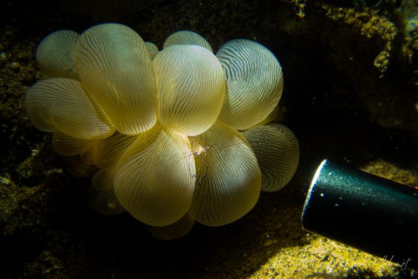 Bubble Coral Shrimp - Photo 2