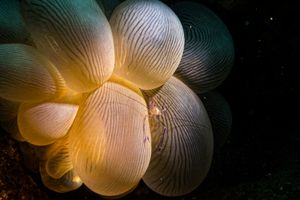 Bubble Coral Shrimp representative species