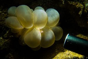 Bubble Coral Shrimp