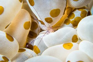 Bubble Coral Shrimp