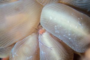 Bubble Coral Shrimp
