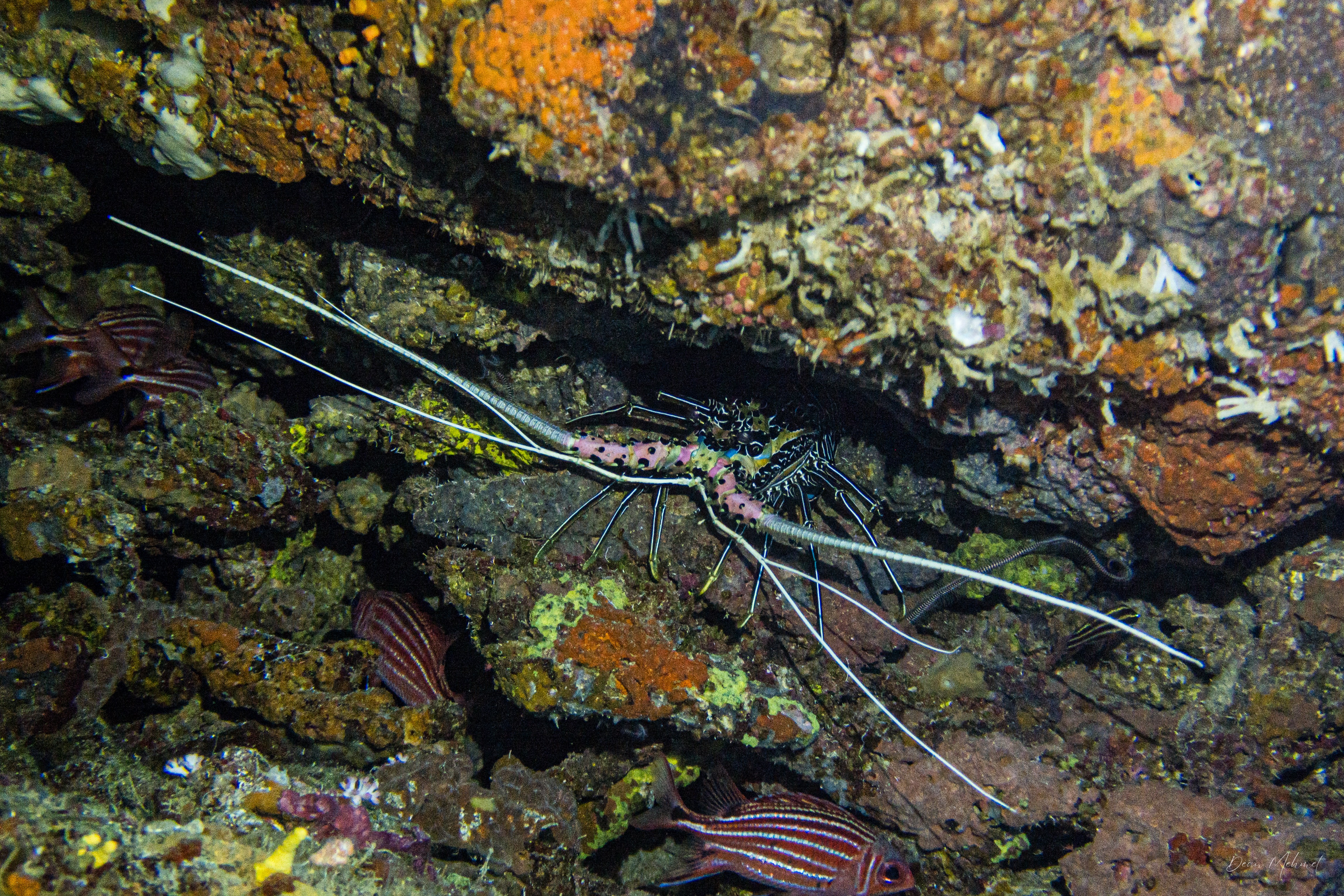 Painted Spiny Lobster