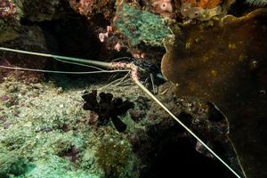 Painted Spiny Lobster representative species