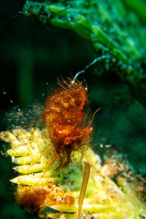Algae Shrimp representative species