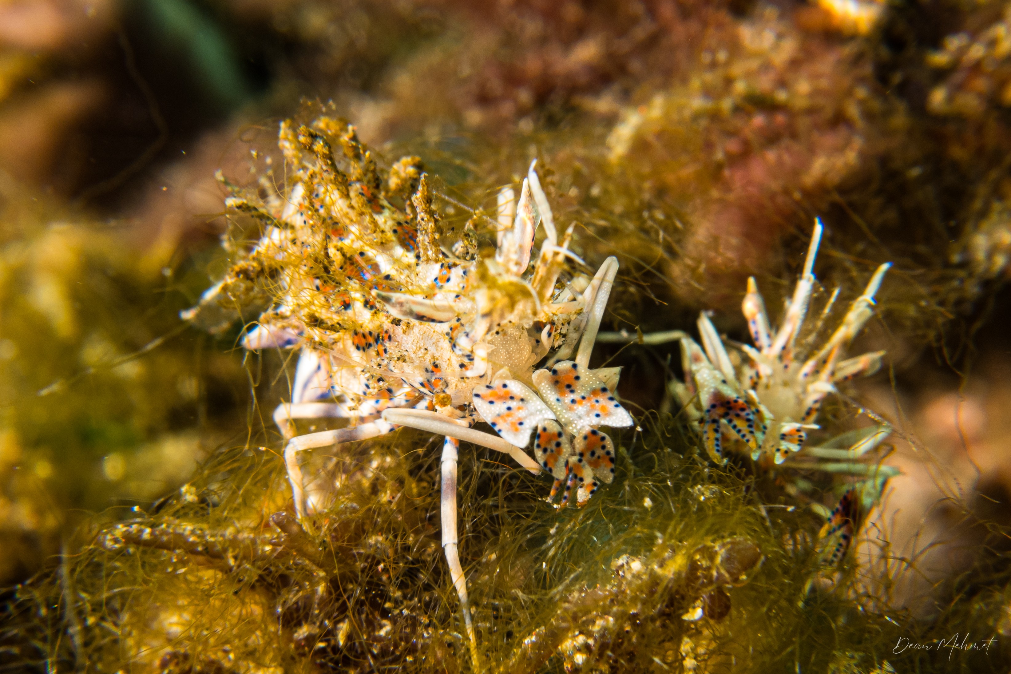 Spiny Tiger Shrimp