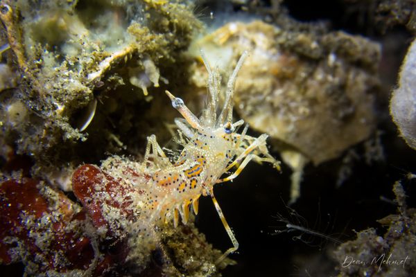 Spiny Tiger Shrimp - Photo 1