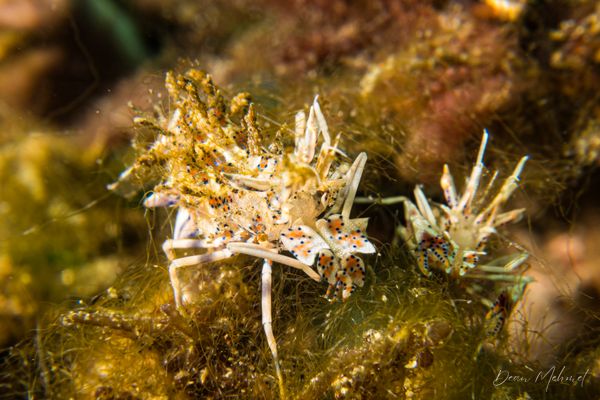 Spiny Tiger Shrimp - Photo 2